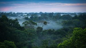 Brazilian Amazon Rainforest