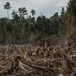 Indonesia's Deforestation Rate Becomes Highest In The World