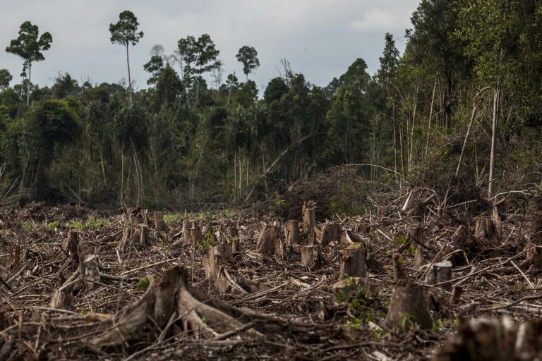 Indonesia's Deforestation Rate Becomes Highest In The World