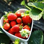 Fresh Picked Strawberries In Heart Shape Bowl