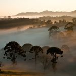Araucárias Ao Fundo Parque Nacional Da Serra Da Bocaina Denoise
