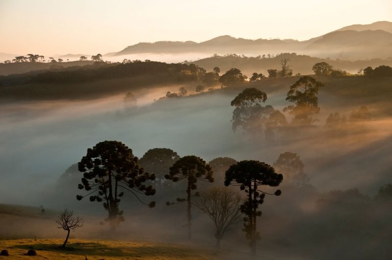 Araucárias Ao Fundo Parque Nacional Da Serra Da Bocaina Denoise