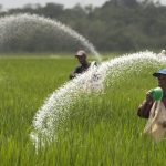 Farmers Cast Urea Fertilizer In A Rice Plantation On The Expropriated And Now Redistributed Farm Of El Charcote In The Central State Of Cojedes