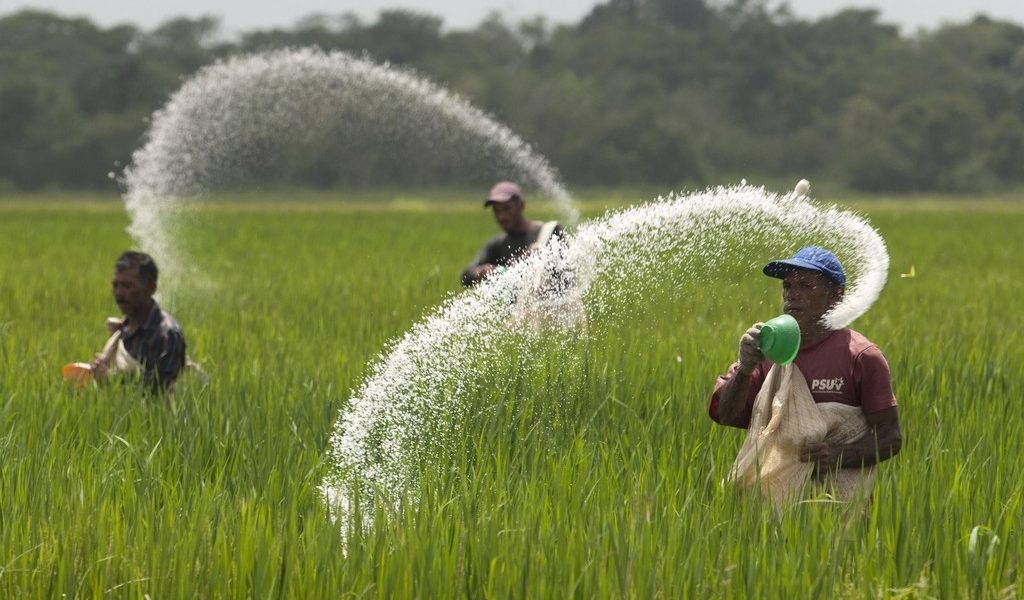Farmers Cast Urea Fertilizer In A Rice Plantation On The Expropriated And Now Redistributed Farm Of El Charcote In The Central State Of Cojedes
