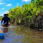 RIO RENASCIDO Em Aldeias Indigenas Na Paraiba