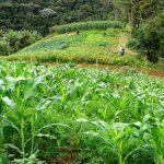 Agricultura Alternativa Sitio Duascachoeiras