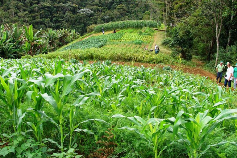 Agricultura Alternativa Sitio Duascachoeiras