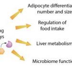 Obesity Obesidade