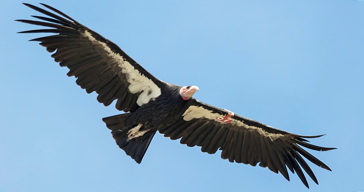 Condor Californiano