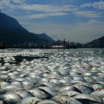 BRAZIL RIO POLLUTION FISH