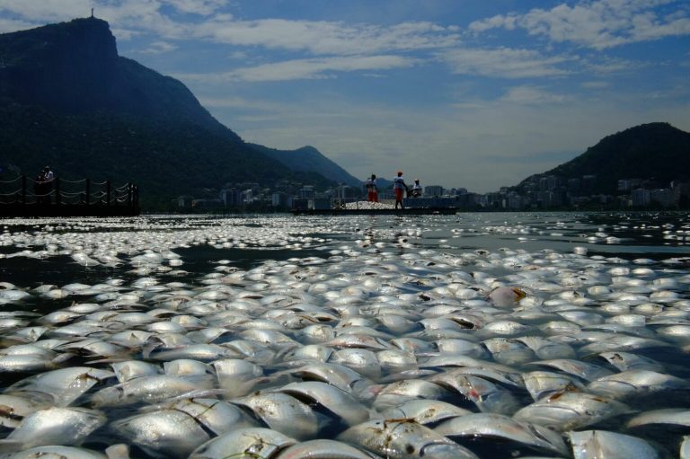 BRAZIL RIO POLLUTION FISH