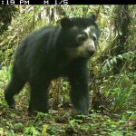 Urso De óculos Da América Do Sul