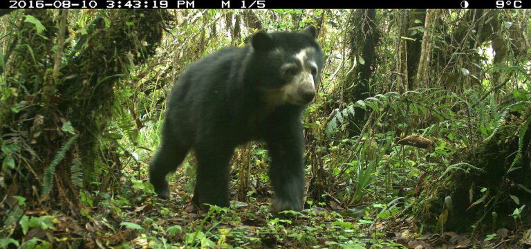 Urso De óculos Da América Do Sul