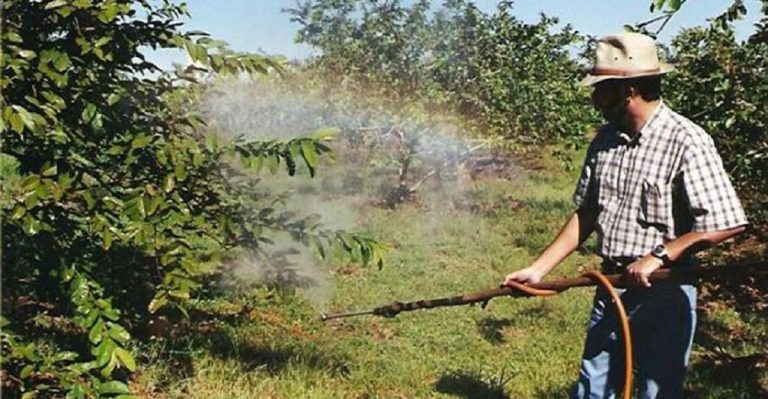 Agrotoxicos Quais Alimentos Tem Mais Residuos 1