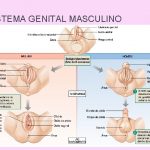 Sistema Genital