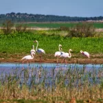 Flamingos