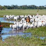 Pantanal Comitiva Gado