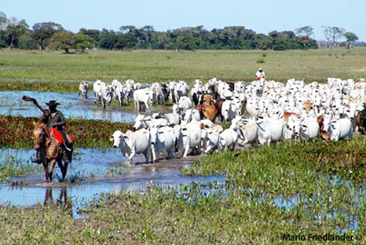 Pantanal Comitiva Gado