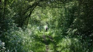 Rewilding UK