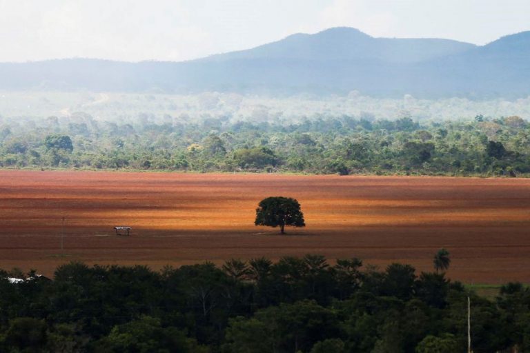 Cerrado Desmatamento