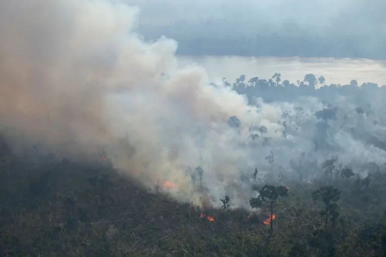 Amazônia Em Chamas