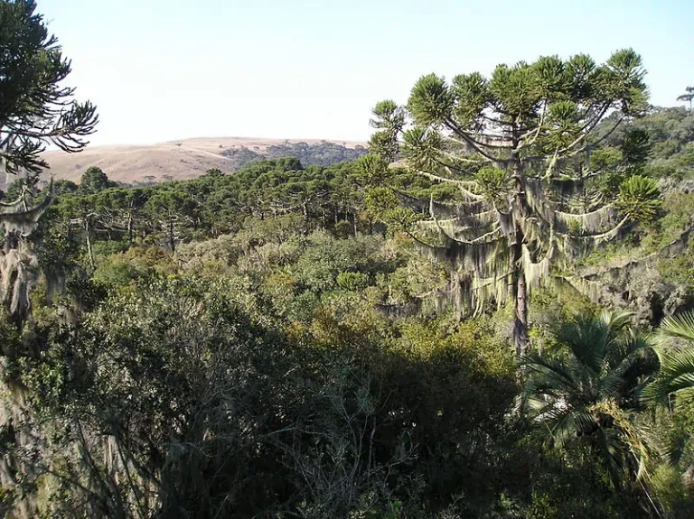 Floresta Com Araucária 1