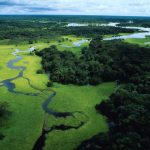 Flooded Forest, Amazonas, Brazil