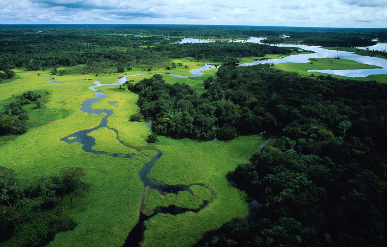 Flooded Forest, Amazonas, Brazil