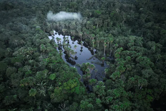 Igarape Cerca Da Aldeia Demini Yanomami 696x464