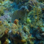 Reef Eel Oceanx