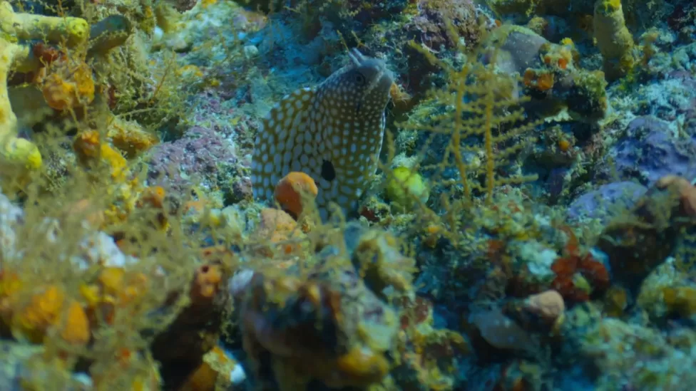 Reef Eel Oceanx
