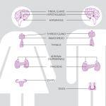 Sistema Endocrinos ISTAS