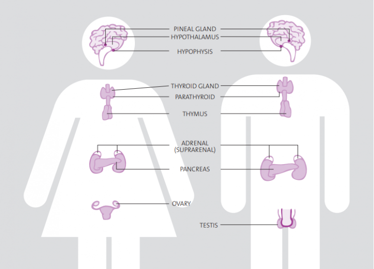 Sistema Endocrinos ISTAS