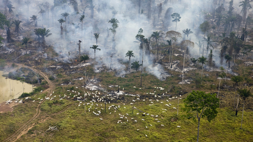 Forest Fires In The Amazon 3