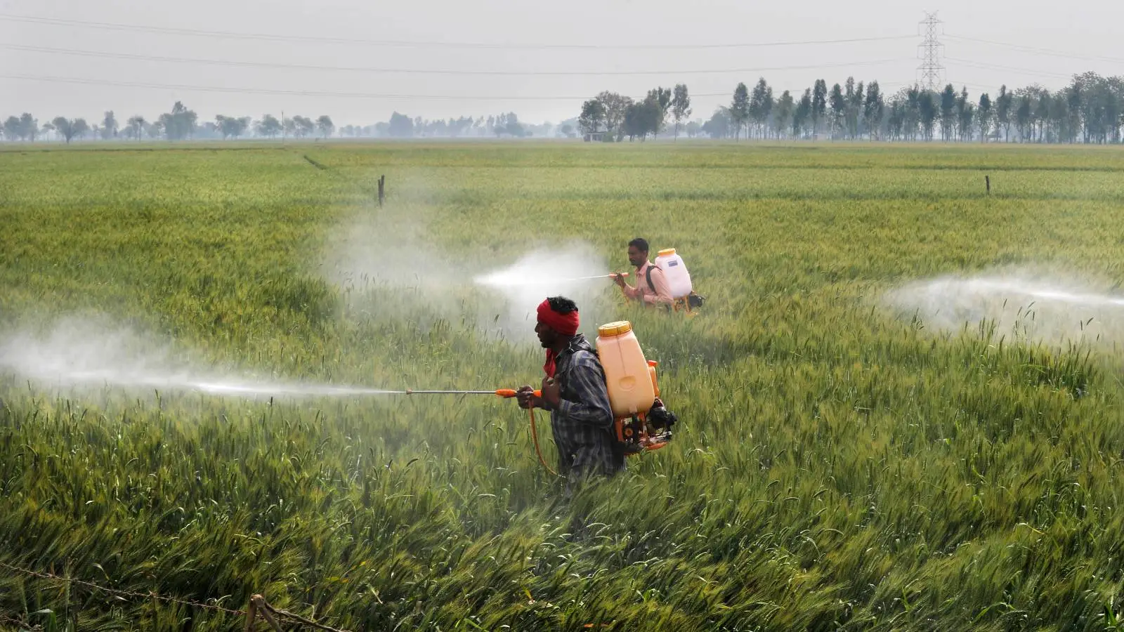 India Agriculture Pesticides