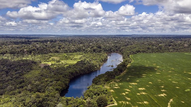 Flona Tapajós, Pará, Brasil By Marizilda Cruppe Rede Amazônia Sustantável (6) 50404922503