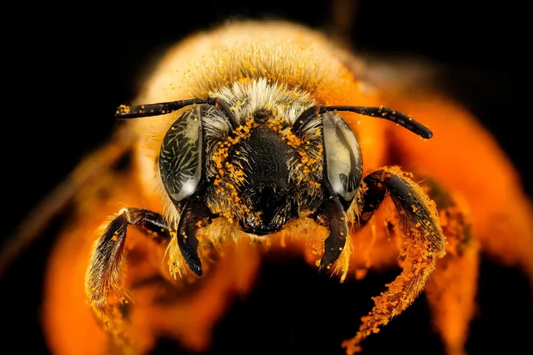 Bee