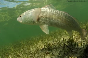 Fish Florida