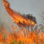 Fogo Pantanal