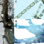 Microrganismos E Microplásticos No ártico