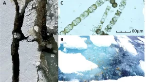Microrganismos E Microplásticos No ártico