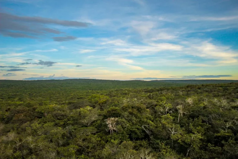 Caatinga Michael Esquer IMG 5621