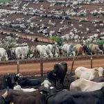 Boi Confinado Amazônia