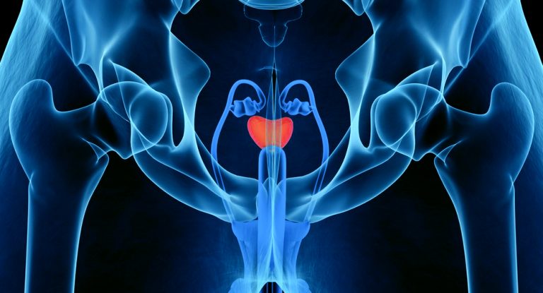 Male Prostate Diagram Image V2