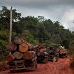 Amazonia Crime Organizado