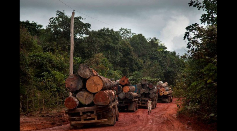 Amazonia Crime Organizado