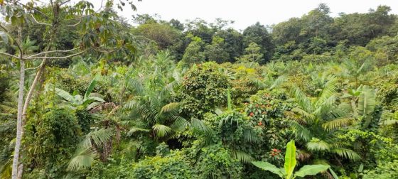 ‘Nunca me deparei com desmatamentos em assentamentos na Amazônia’