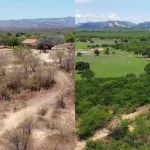 Caatinga Antes E Depois Da Chuva