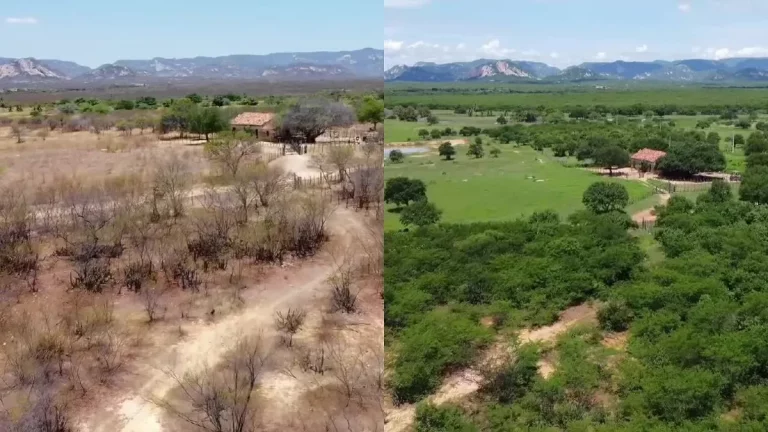 Caatinga Antes E Depois Da Chuva