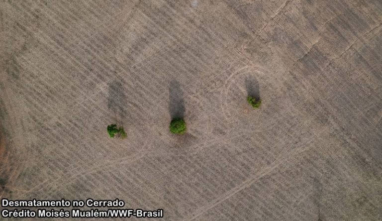 Desmatamento No Cerrado